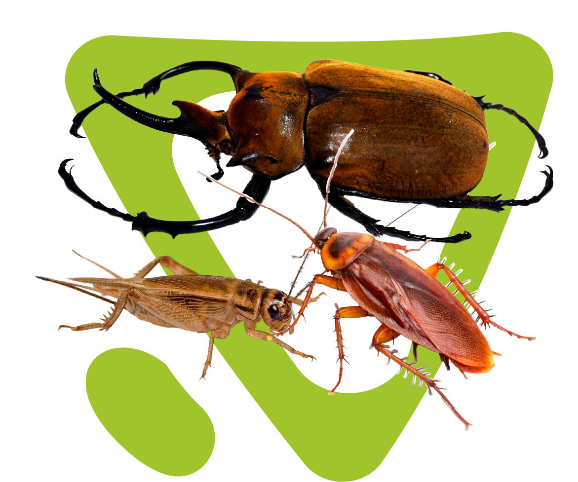 insectos
